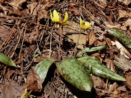{Erythronium umbilicatum}